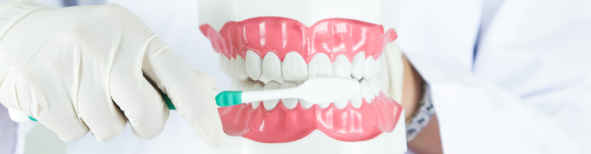 Dentist brushing a model of teeth.