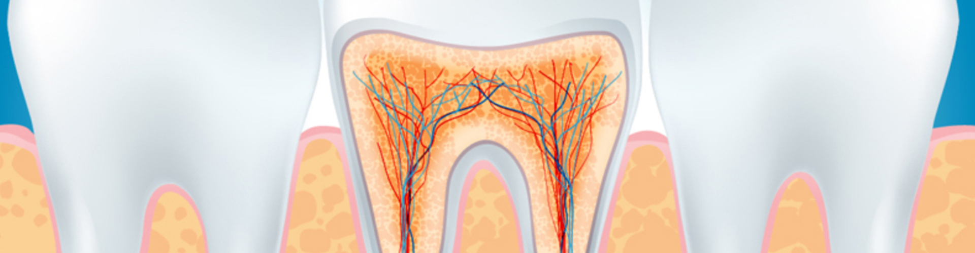 rendering of the inside of a tooth